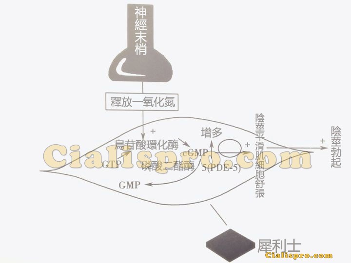 犀利士作用機理與性刺激關係圖解
